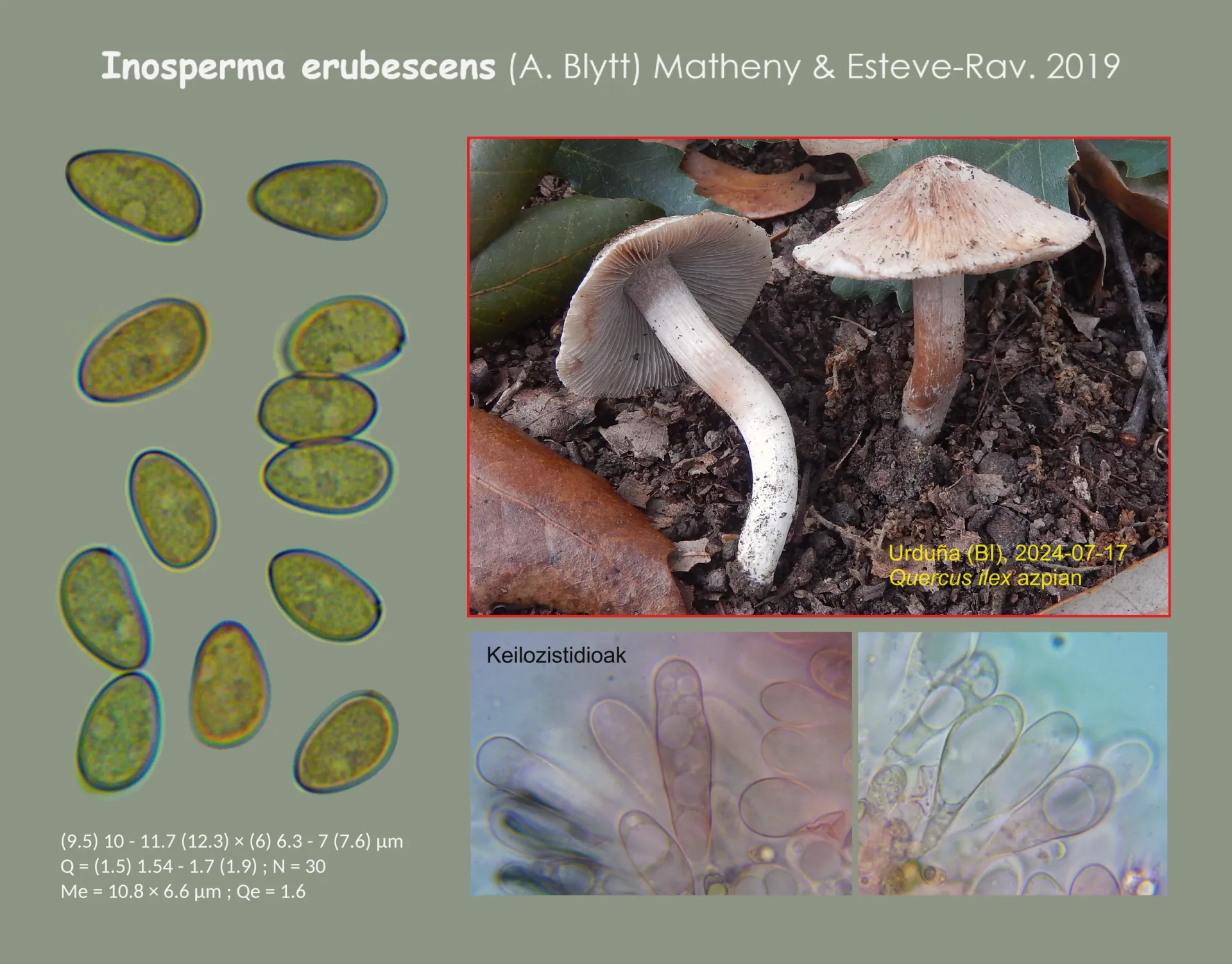 Microscopía de Inosperma erubescens